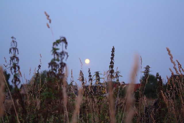 IMG_7521 IMG_7521